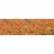 Monet - Les coquelicots